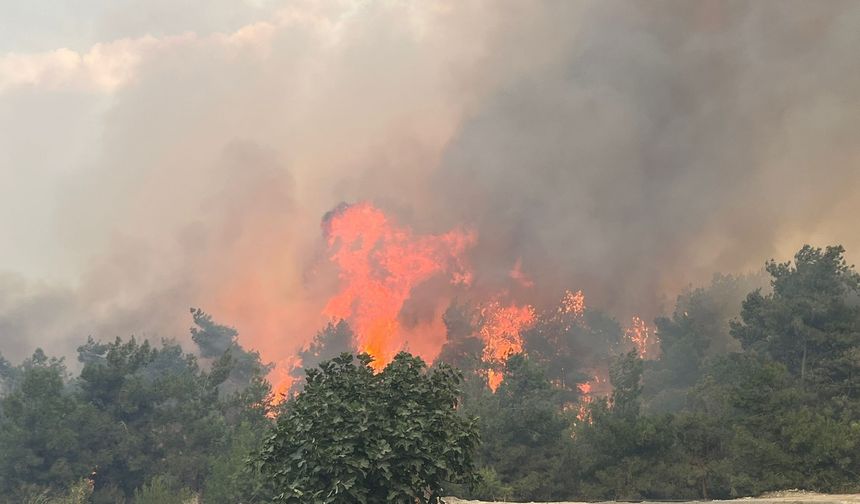 Bursa Valisi" Ormanda çıkan yangına yoğun müdahale sürüyor"