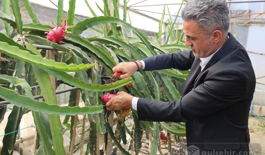 ''Tropikal meyve olan 'Ejder'in Bilecik'te ilk hasadı yapıldı''