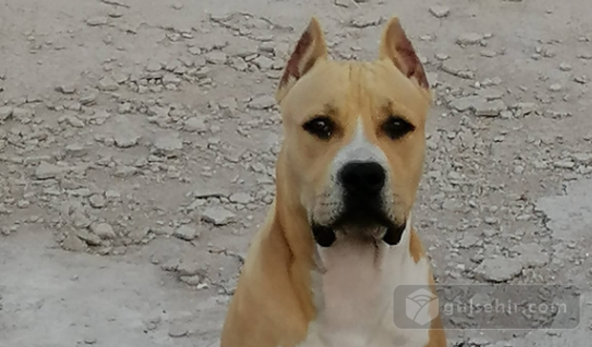 Nevşehir TOKİ’de Yasaklı Köpek Alarmı: Güvenlik Önlemleri Arttırıldı